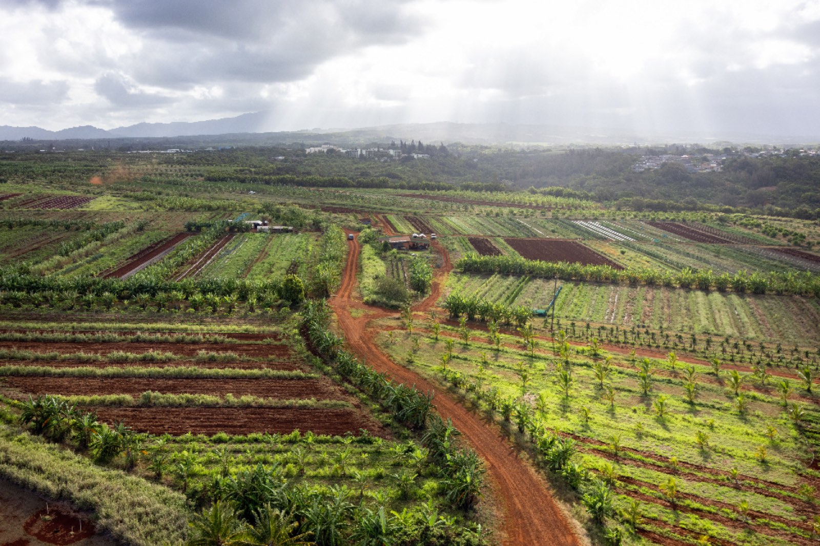 Aerial view of green farmland